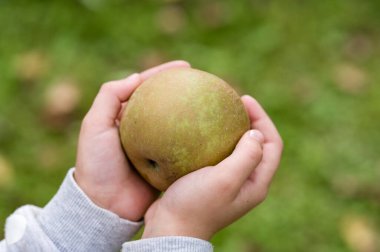 Çocuğun elleri olgun, taze koparılmış bir elmayı dışarıda tutuyor..