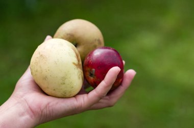 Bir el nazikçe üç elma tutar, ikisi soluk sarı ve biri kırmızı, bulanık yeşil arka plana karşı. Meyveler olgunluk belirtileri gösteriyor..