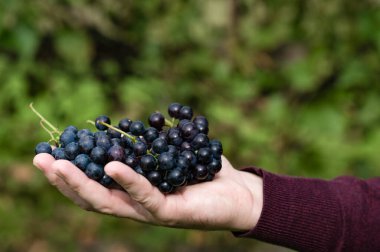 Taze toplanmış üzüm kümesini nazikçe tutan bir elin yakın çekimi, bulanık bir üzüm bağına sahip. Görüntü, hasatın bolluğunu ve kalitesini vurgular..