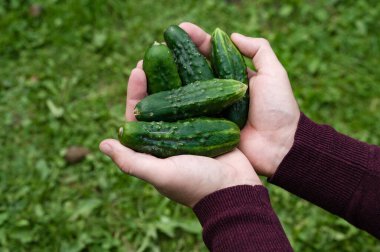Bir insan bir avuç taze seçilmiş, engebeli yeşil salatalık tutar. Arka planda bulanık yeşil çimenler var. Bu da bir bahçe ya da çiftlik ortamını işaret ediyor. Odak noktası canlı yeşil salatalıklar..