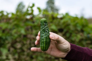 Yeşil yaprağın bulanık arka planına karşı küçük, engebeli bir salatalığı tutan bir elin yakın çekimi. Odak noktası taze seçilmiş sebze, dokusunu ve rengini vurguluyor..