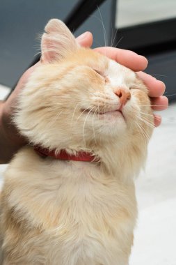 Kırmızı yakalı tüylü kızıl bir kedi, bir elin nazikçe başını okşaması gibi mutlulukla gözlerini kapatır. Kedinin huzurlu ifadesi memnuniyetini ve sevgisini gösterir..