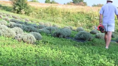Bir adam düzgünce dikilmiş lavanta çalıları arasında yürüyor. Bir alet taşıyor, muhtemelen bitkilerin bakımını üstlenmek için, güneşli, kırsal bir ortamda..