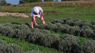 Bir işçi lavanta tarlasına dikkatlice bakar, kokulu mor çiçekleri hasat eder. Görüntü, sakin ve kırsal hayatın güzelliğini çağrıştırıyor..