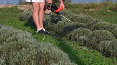 Bir insan düşük büyüyen çalıları şekillendirmek için elektrikli çit buduyor. Sahne açık havada, güneşli bir günde bir bahçe ortamında..