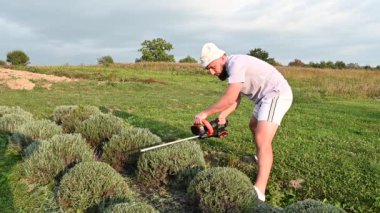 Bir adam düzgün dikilmiş çalıları şekillendirmek için çim biçme makinesi kullanır. Bahçe bakımı ya da peyzaj için güneşli bir alan..