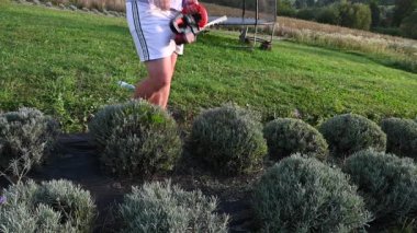 Bir insan lavanta çalılarını şekillendirmek için çim biçme makinesi kullanır. Bahçe düzgünce korunuyor ve sakin bir atmosferi var. Yeşillik her yeri sarmış..