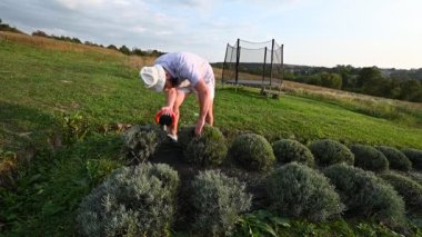 Bir adam bahçesindeki düzgünce budanmış lavanta bitkilerinin arasında dikkatlice çalışır. Ortalık sakin ve güneşli..
