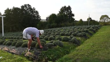 Bir adam düzgünce dikilmiş lavanta çalılarının arasında dikkatlice çalışır. Sahne huzurlu, kırsal bir yer, muhtemelen bir çiftlik ya da bahçe..