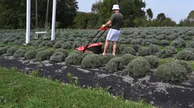 Bir adam lavanta sıralarının arasındaki çimleri biçmek için çim biçme makinesi kullanır ve lavanta çalıları budanır..