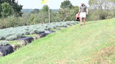 Bir adam çim biçme makinesinden bir sepet taşıyor, lavanta bahçesinde çalışırken..