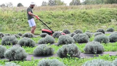 Bir adam çim biçme makinesiyle lavanta tarlasında sıra sıra biçiyor, çim biçme makinesiyle tarlada çalışıyor..