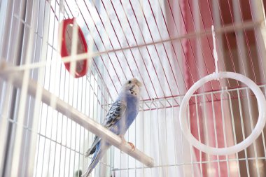 Güzel mavi bir muhabbet kuşu, kafesinin içindeki bir tüneğin üzerinde sakince dinlenir. Kafes parlak ve havadar, iyi bakılan bir evcil hayvan olduğunu gösteriyor..