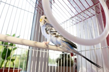 Açık mavi bir muhabbet kuşu beyaz bir tel kafesin içindeki bir tüneğin üzerinde duruyor. Güneş ışığı kuşu ve çevresini aydınlatır. Parlak ve neşeli bir atmosfer yaratır..