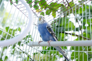 Canlı mavi bir muhabbet kuşu kafesinin içindeki bir tünekte mutlu bir şekilde oturur. Güneş ışığı dışarıdaki yapraklı dalların arasından akar, parlak ve neşeli bir sahne yaratır..