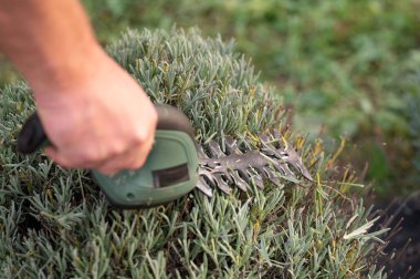 Bir insan elektrik makasıyla lavanta bitkilerini buduyor. Bıçaklar, açık hava bahçesindeki gri-yeşil yaprakları kesiyor..