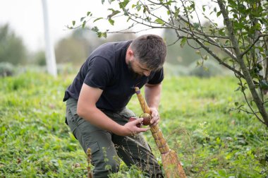 Yetişkin bir erkek, az önce süpürgeyle ağaca çarptığı koyu kırmızı bir elma tutuyor. Adam bir ağacın altındaki çimen tarlasında diz çöküyor ve elmaya bakıyor..