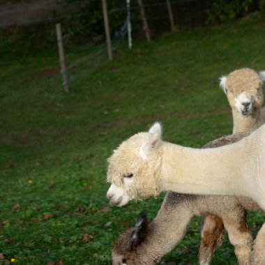 Canlı çimenlerde huzur içinde otlayan üç tatlı alpaka sakin bir öğleden sonra sakin bir çiftlik ortamında huzurlu bir atmosferle eğleniyor..