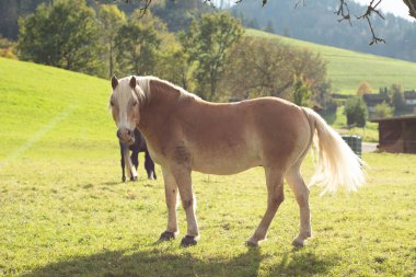 Sakin bir çayırda, altın bir at gururla duruyor, güneşin altında güneşleniyor. Yuvarlanan tepeler ve yemyeşil ağaçlar sakin bir zemin oluşturur, kırsal güzelliği somutlaştırır..