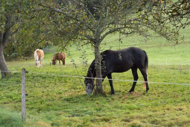 Atlar yemyeşil bir çayırda huzur içinde otlar, doğanın güzelliğiyle çevrili ağaçlar tarafından sunulan sıcak güneşin ve gölgenin tadını çıkarırlar..