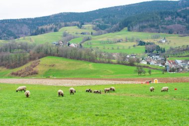 Pahalı bir vadideki canlı yeşil çimlerde huzur içinde otlayan koyunlar, yuvarlanan tepeler ve antika evler bulutlu bir gökyüzünün altındaki manzarayı noktalarken,.