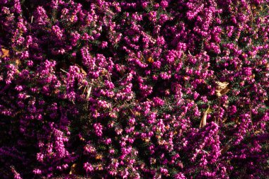 Çiçeklerden oluşan yemyeşil bir yatak morun tonlarını yayarak yeşilliğe karşı çarpıcı bir kontrastlık yaratır. Güneş ışığı bu doğa sahnesinin güzelliğini arttırır..