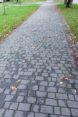 Parke taşlarıyla kaplı büyüleyici bir patika sonbahar yapraklarını sergiliyor. Yumuşak güneş ışığı, huzurlu bir parktaki ağaçların arasından süzülüyor..