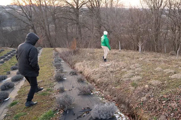 Alacakaranlıkta, çıplak ağaçlarla çevrili lavanta tarlasında dolaşan iki birey ve akşamın erken saatlerindeki sakinliğin sakinleştirici enerjisi.