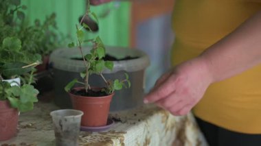 Bir kadın plastik bardaktan saksıyı daha büyük bir saksıya naklediyor. Kapalı saksıları naklediyor..