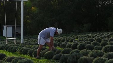 Şapkalı bir adam, ekilmiş bir tarlada lavanta bitkilerini dikkatle inceliyor. Mekan huzurlu ve huzurlu, lavantanın güzelliğini gösteriyor..
