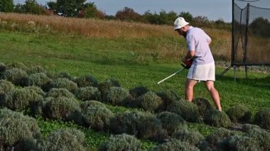 Bir adam düzgünce dikilmiş lavanta çalılarını korumak için budama makinesi kullanır. Sahne huzurlu ve güneşli, kırsal bir yer olduğunu gösteriyor..