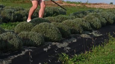 Bir insanın bacakları düzgün yerleştirilmiş, yuvarlak, gümüşi yeşil çalılar arasında çalışırken görülebilir. Bitkiler sıra sıra karanlık bir zemin üzerinde yetişiyor. Güneşli bir açık hava sahnesi.