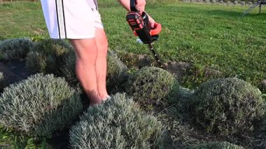 Bir insan bahçe ortamında alçak çalıları şekillendirmek için elektrikli çit biçme makinesi kullanır. Çalılar düzgünce düzenlenmiş ve genel sahne sakin..