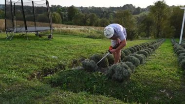 Bir insan, sıralanmış lavanta bitkilerini budamak için elektrikli makas kullanır. Yeşil bir çimenlik ve uzak bir manzarayla manzara huzur verici..