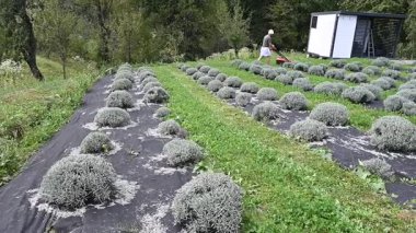 Bir adam lavanta sıralarının arasındaki çimleri biçmek için çim biçme makinesi kullanır ve lavanta çalıları budanır..