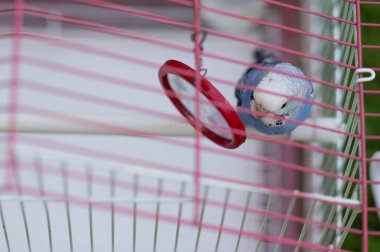 Meraklı bir muhabbet kuşu, ağırlıklı olarak mavi, pembe bir tel kafesin içine tünemiş. Kafes parmaklıklarına küçük kırmızı bir ayna bağlanmış, kuşun görüntüsünü yansıtıyor..