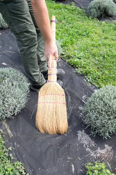 Bir bahçıvan, siyah peyzaj kumaşının tepesinde bir süpürgeyle bahçe atıklarını süpürüyor. Bahçe, yumuşak, yuvarlak yaprakları olan yeşillik ve yeşil bitkilerle çevrilidir..