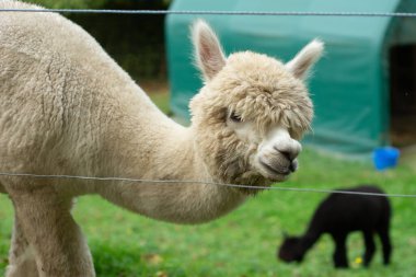 Yumuşak, tüylü alpaka, bir tel örgünün arkasından merakla bakarken karanlık bir arkadaş, berrak gökyüzünün altında yemyeşil, yemyeşil bir alanda huzur içinde otluyor..