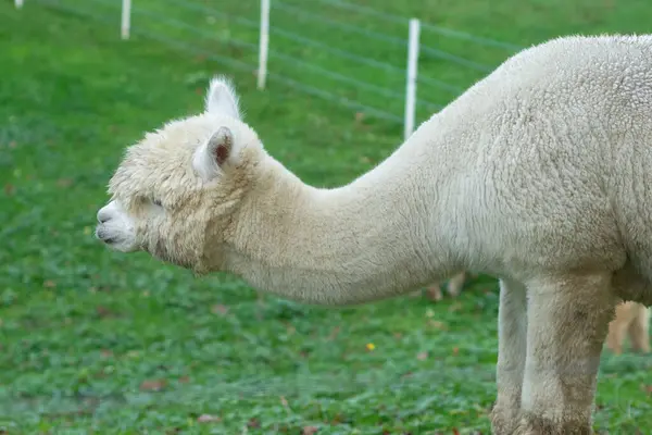 Meraklı bir alpaka zarif bir şekilde yemyeşil bir alanda duruyor, dikkati ilgi çekici bir şeye odaklanmış durumda. Çevresi huzurlu ve ferahlatıcı..