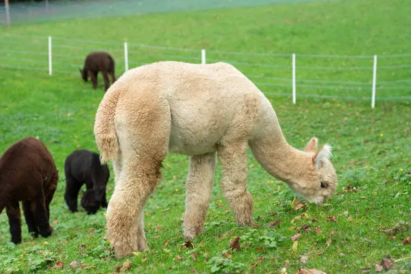 Yumuşak kürklü alpakalar huzur içinde otluyor, paltoları açık bir gökyüzünün altında canlı yeşil çimlere zıt düşüyor, kırsal kesimdeki sükuneti somutlaştırıyor..