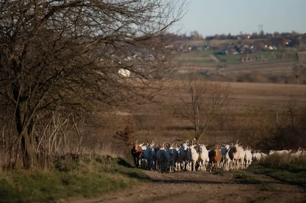 Bir grup keçi, ağaçlar ve yuvarlanan tepeler tarafından çerçevelenmiş toprak bir patika boyunca yürürler. Gün geceye geçerken yukarıda sakin bir gökyüzü vardır..