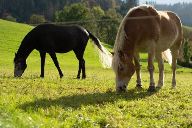 İki güzel at, berrak bir gökyüzünün altında taze çimenleri kemiren, huzurlu bir anın tadını çıkarırlar..