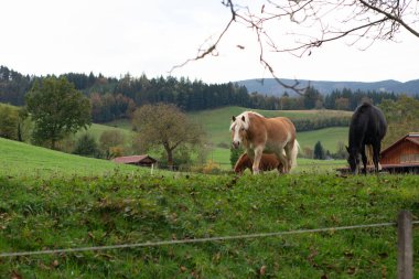 Bir grup at, huzur ve uyum hissi uyandıran sakin bir kırsalda tepeler ve ağaçlarla çevrili canlı yeşil çimlerde otlamaktan keyif alıyor..
