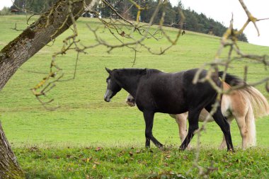 İki at, serin bir sonbahar gününde, kayan tepeler ve uzak ağaçlardan oluşan sakin bir manzarayla çevrili, canlı yeşil çimenler üzerinde zarifçe hareket eder..