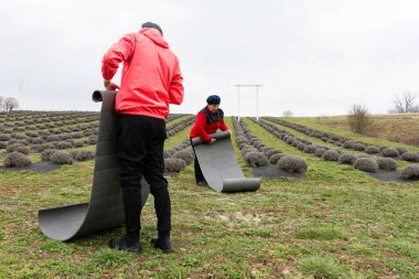 Yayılan lavanta tarlasında, kendini adamış iki birey toprağı korumak için dikkatlice hasırları açıyorlar ve gelecek sezon için ideal büyüme koşullarını sağlıyorlar..
