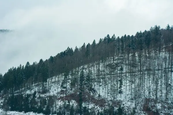 Görkemli ağaçlar, karlı bir yamaçta dimdik durur. Sis ve bulutlarla kaplıdır. Ormanda huzurlu bir kış sabahının tipik sakin bir atmosferini yaratır..