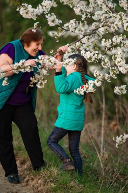 Yaşlı bir kadın ve genç bir kızın neşeli bir şekilde çiçek açan kiraz çiçekleriyle etkileşime girdiği hassas bir sahne. Canlı renkler ve doğal ortam bir neşe ve bahar hissi uyandırıyor..