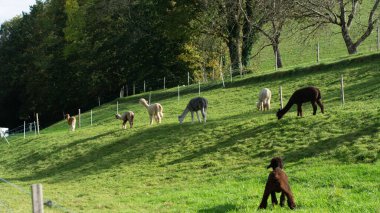 Neşeli bir köpek, kırsal kesimde güneşli bir öğleden sonranın sıcaklığında güneşlenirken, bir grup alpaka, bir yamaçta huzur içinde otluyor.
