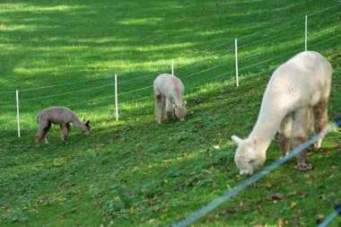 Alpakalar dingin bir anın tadını çıkarırlar, canlı yeşil bir tarlada taze çimenlerin üzerinde otlarlar, kıtır bir sonbahar gününün altın güneş ışığının tadını çıkarırlar..
