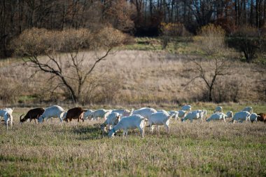 Bir keçi sürüsü, açık mavi gökyüzünün altında yapraklarını döken ağaçlarla çevrili yemyeşil bir çayırda huzur içinde otlar..